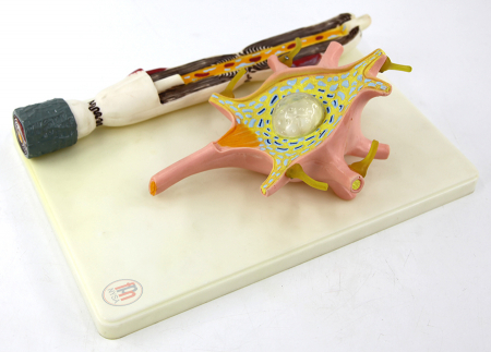 Materiale Didactice - Neuron - celula nervoasa
