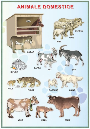 Matematica si stiinte ale naturii - Planșă. Animale domestice