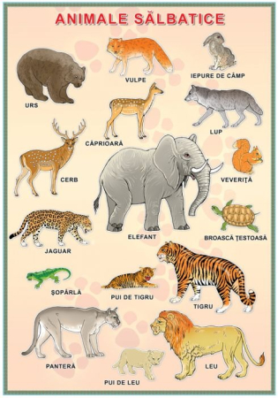 Dezvoltarea cognitiva - Planșă. Animale sălbatice