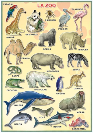 Matematica si stiinte ale naturii - Planșă. La Zoo