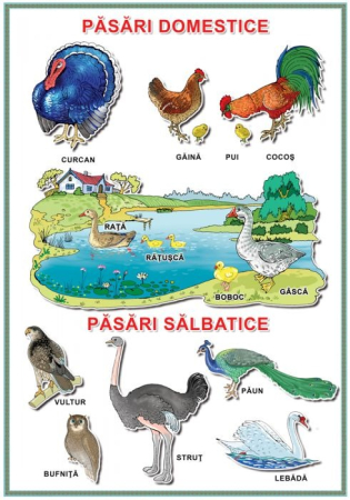 Matematica si stiinte ale naturii - Planșă. Păsări domestice. Pasari sălbatice