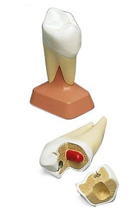 Materiale Didactice Gimnaziu si Liceu - RADACINA MOLAR SUPERIOR INGEMANAT(3B)