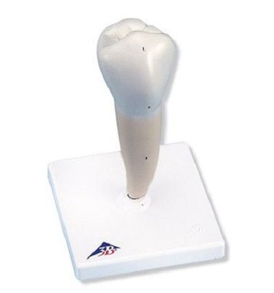 Machete anatomie - RADACINA PREMOLAR INFERIOR(3B)