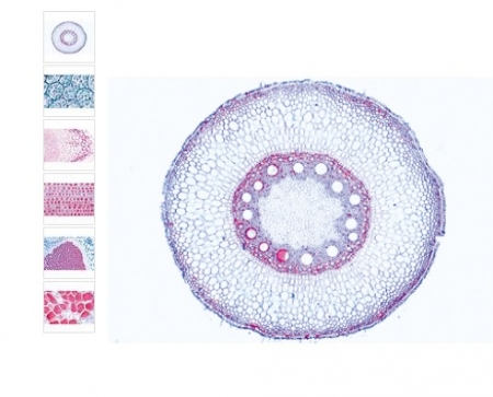 Sectiuni microscopice - RĂDĂCINI DE ANGIOSPERME 15 PREPARATE/SECTIUNI