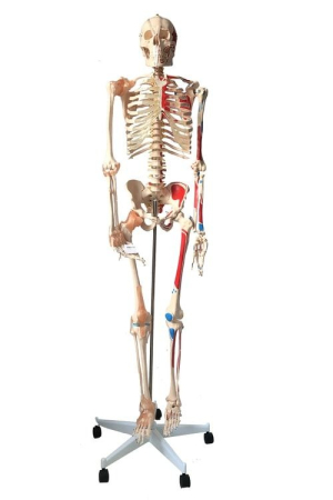 Materiale Didactice Gimnaziu si Liceu - SCHELET CU MUSCHI SI LIGAMENTE PE SUPORT 172 CM