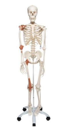 Materiale Didactice Gimnaziu si Liceu - Schelet cu muschi si ligamente pe suport 172 cm (A13)