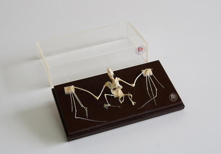 Materiale Didactice - Schelet de liliac