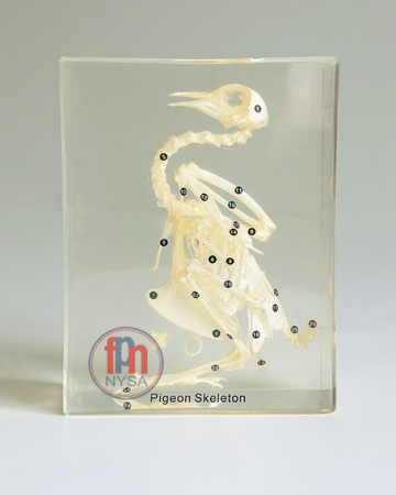 Materiale Didactice - Schelet de porumbel încorporat în plexiglas