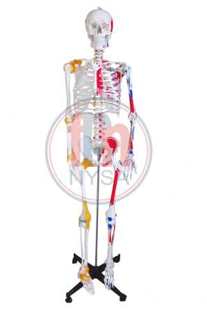 Materiale Didactice - Schelet uman cu ligamente articulare și pictura atașamentelor musculare, 168 cm