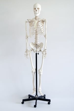 Materiale Didactice - Schelet uman pe un trepied