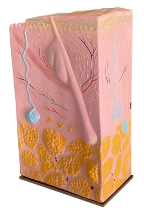 Machete anatomie - SECTIUNE PIELE