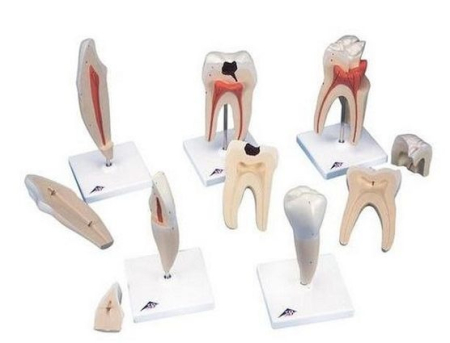 Materiale Didactice Gimnaziu si Liceu - SERIE MODELE DINTI