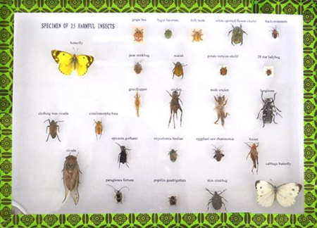 Machete zoologie - SET 25 SPECIMENE ALE INSECTELOR DAUNATOARE