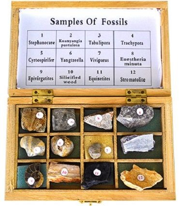 Machete zoologie - SET DIVERSITATEA FOSILELOR
