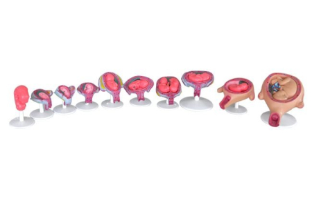 Materiale Didactice Gimnaziu si Liceu - Set modele DEZVOLTAREA EMBRIONULUI UMAN