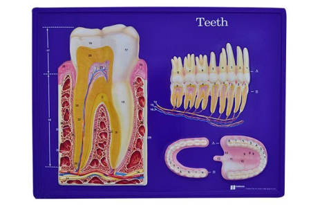 Materiale Didactice Gimnaziu si Liceu - SET PREZENTARE TRIDIMENSIONALA DANTURA(3B)