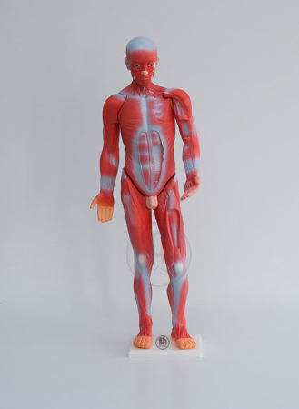 Materiale Didactice - Sistem muscular uman 85 cm