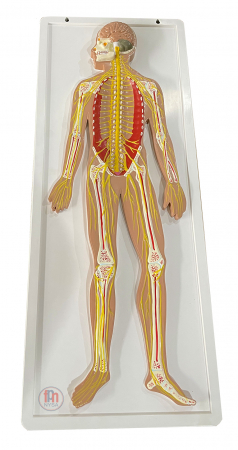 Materiale Didactice - Sistemul nervos uman - model de relief
