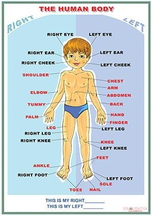 Materiale Didactice si Jocuri Prescolari - The human body/The family tree (DUO)