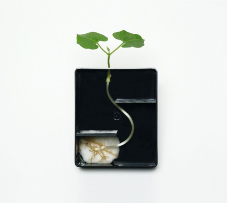 Trusa. Germinatia [5]