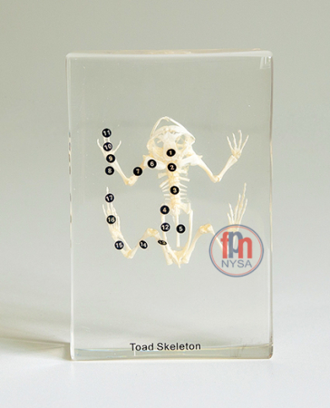 Materiale Didactice - Un schelet de broasca/broasca inglobat in plexiglas