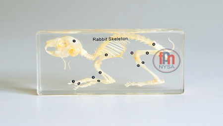 Materiale Didactice - Un schelet de iepure încorporat în plexiglas