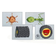 Materiale Didactice - Viruși - Modele de viruși tipici 4 buc.