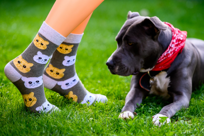 Sosete colorate cu fete de pisica [2]