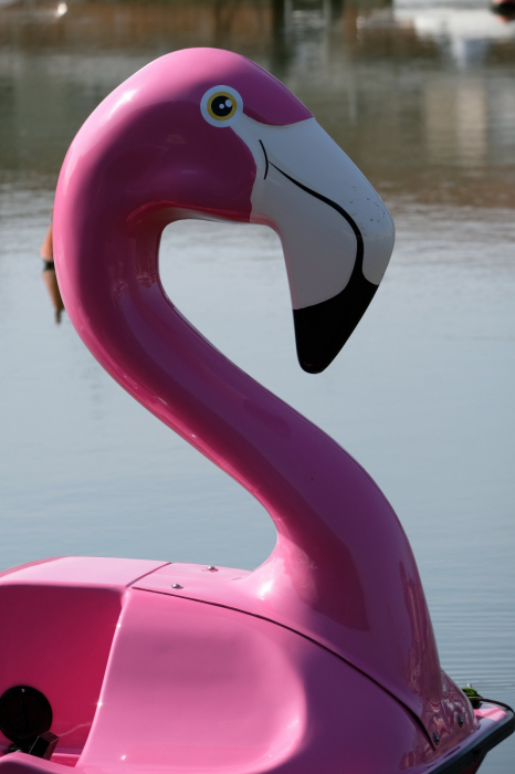 Hidrobicileta Flamingo de 4 persoane [6]