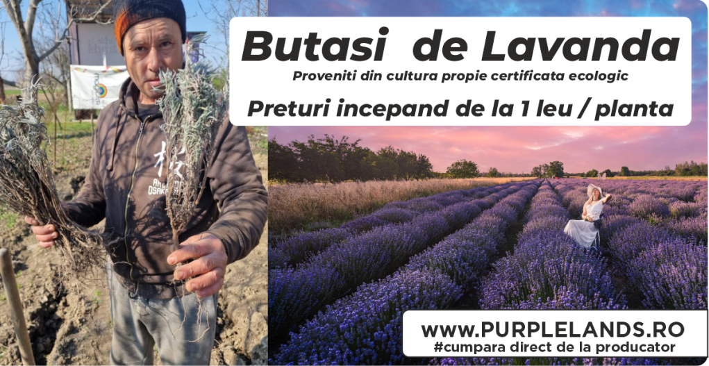 buyasi de lavadnda