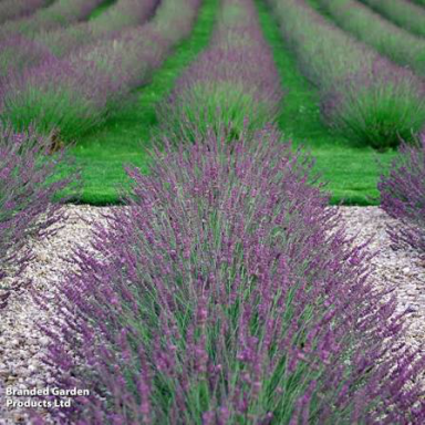 Lavandă Phenomenal (Lavandula × intermedia 'Phenomenal') – Butași cu rădăcină nudă [2]