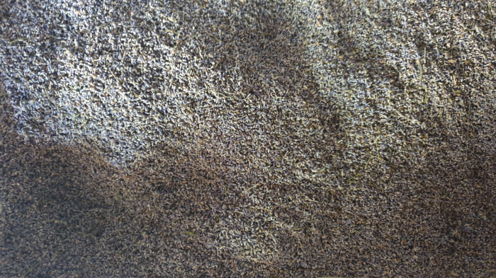 Floare de Lavanda Vrac [3]