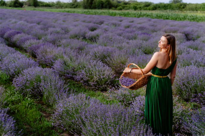 Lavanda la ghiveci an 3 mare [5]