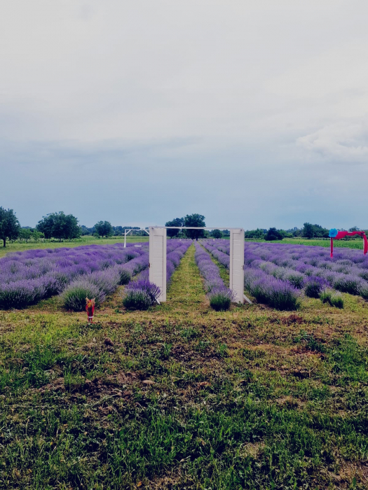 Lavanda la ghiveci an 4 mare [3]