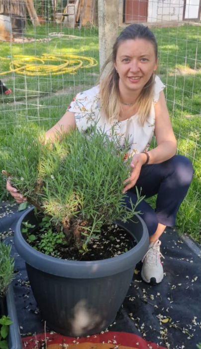 Lavanda la ghiveci an 5 matura [2]