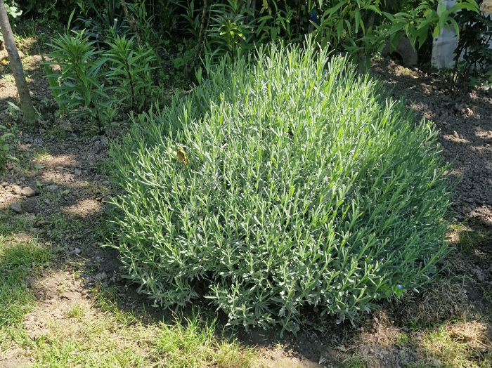 Lavanda la ghiveci an 5 matura [3]