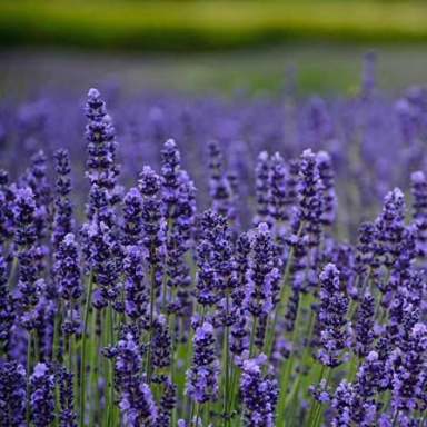 Lavandă Munstead (Lavandula angustifolia 'Munstead') – Butași cu rădăcină nudă [2]