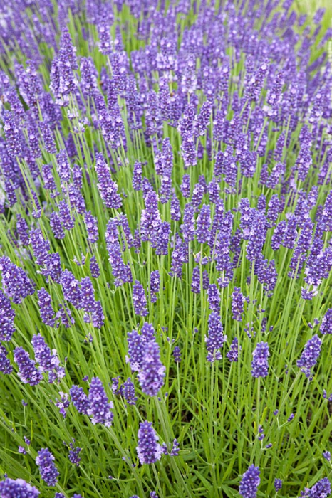Lavandă Olimpia (Lavandula angustifolia 'Olimpia') – Butași cu rădăcină nudă [2]