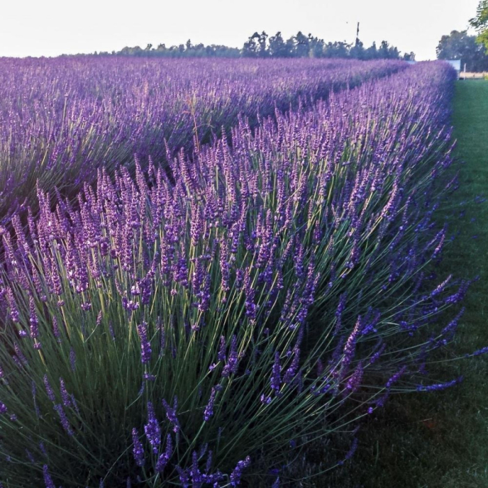 Lavandă Provence (Lavandula × intermedia 'Provence') – Butași cu rădăcină nudă [2]