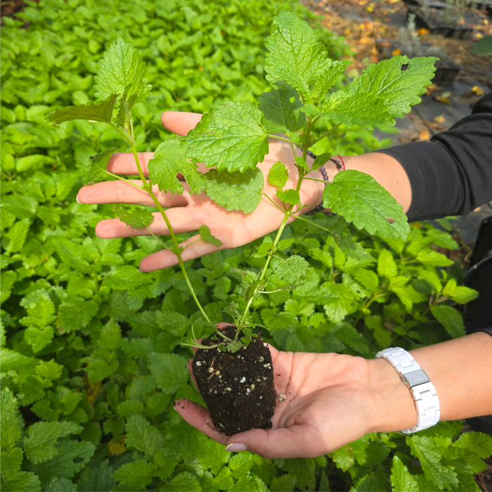 Melissa officinalis (Roinita) -‘Quedlinburger Niederliegende [3]