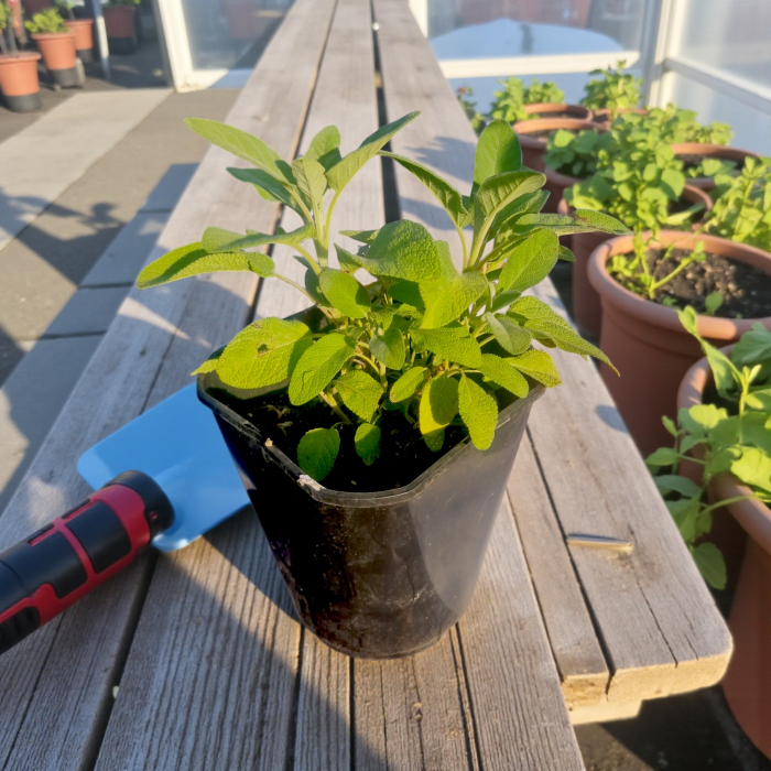 Salvie Officinalis Gigant în ghiveci – plantă aromatică [2]
