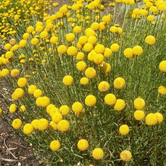 Santolina „Lavandă Galbenă” în ghiveci – plantă aromatică ornamentală | Purple Lands [2]
