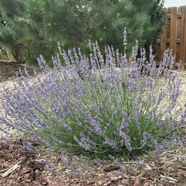 Soiuri Speciale - Lavandă Phenomenal (Lavandula × intermedia 'Phenomenal') – Butași cu rădăcină nudă