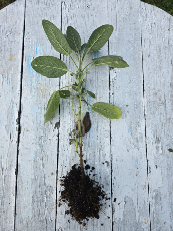 BUTASI - Butasi de Salvie Officinalis Gigant