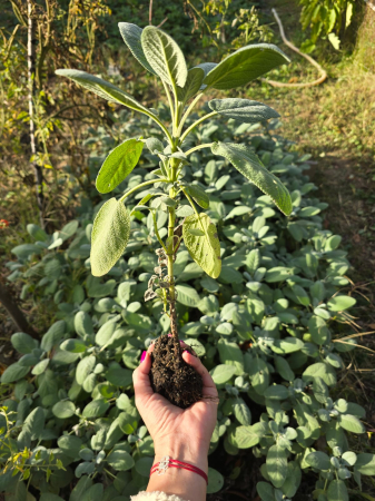 Butasi de Salvie Officinalis Gigant [3]