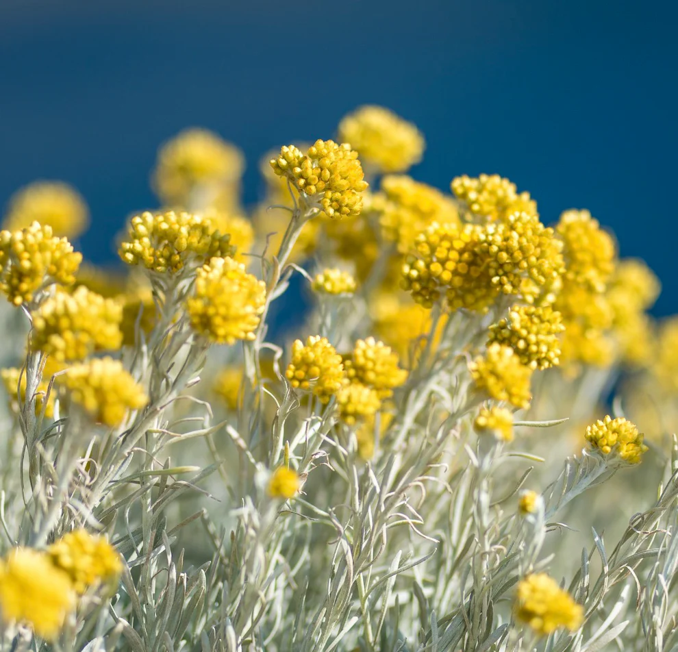 Soiuri Speciale - Helichrysum italicum (Imortele) – Butaș cu rădăcină nudă