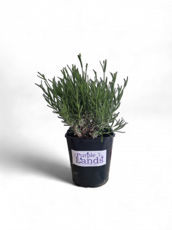 Flori de lavanda - Lavanda la ghiveci an 3 mic