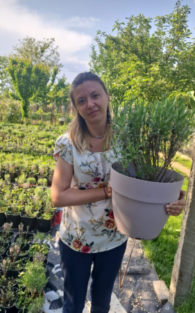 Lavanda la ghiveci an 3 mare [1]
