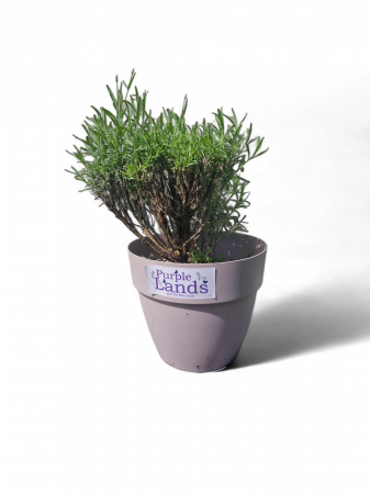 Flori de lavanda - Lavanda la ghiveci an 3 mare