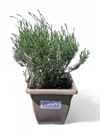 Flori de lavanda - Lavanda la ghiveci an 4 mic